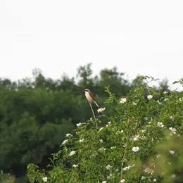 Oiseaux, papillons et orchidées des communaux de Rosnay