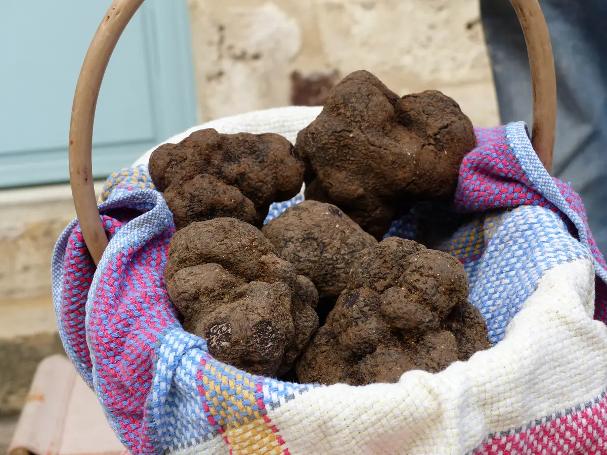 Omelette Géante aux Truffes à Lalbenque