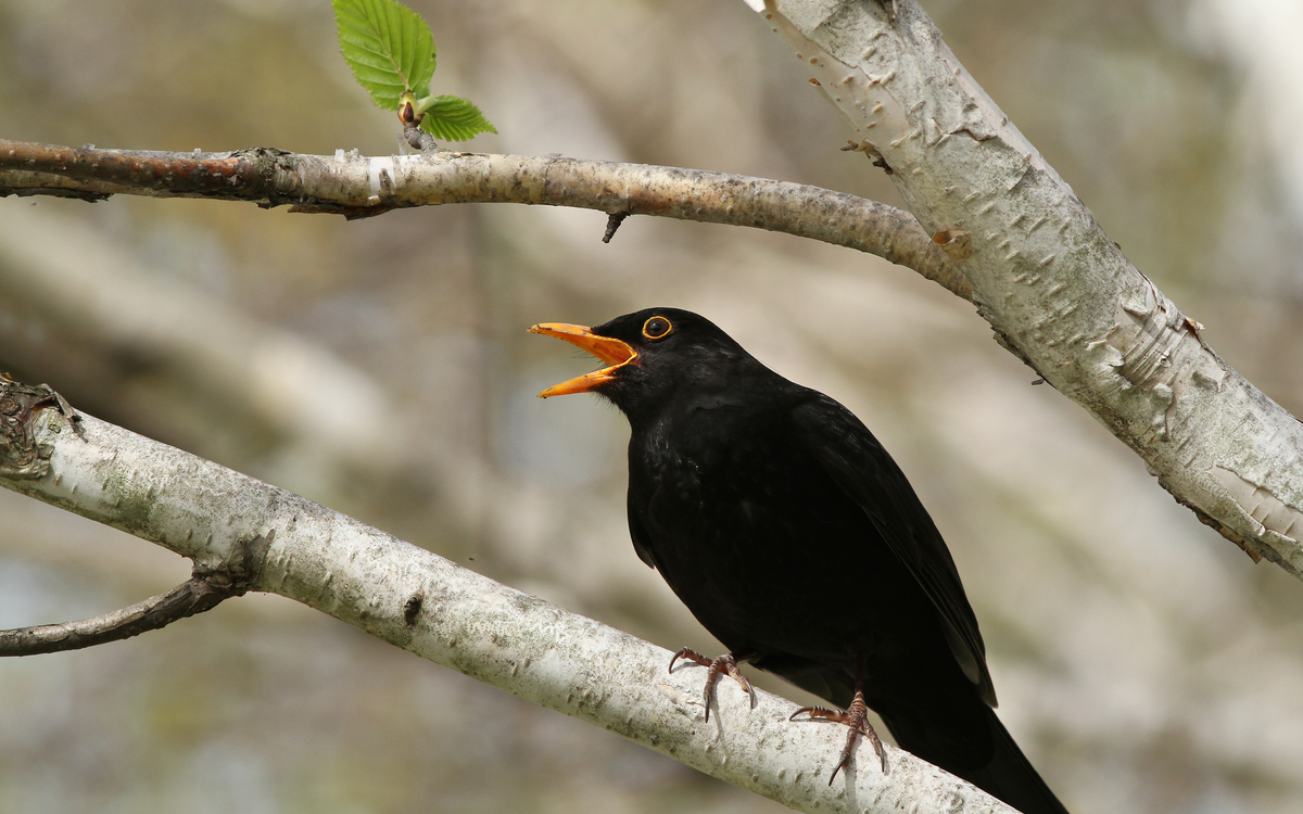 On révise les chants des oiseaux en visio !