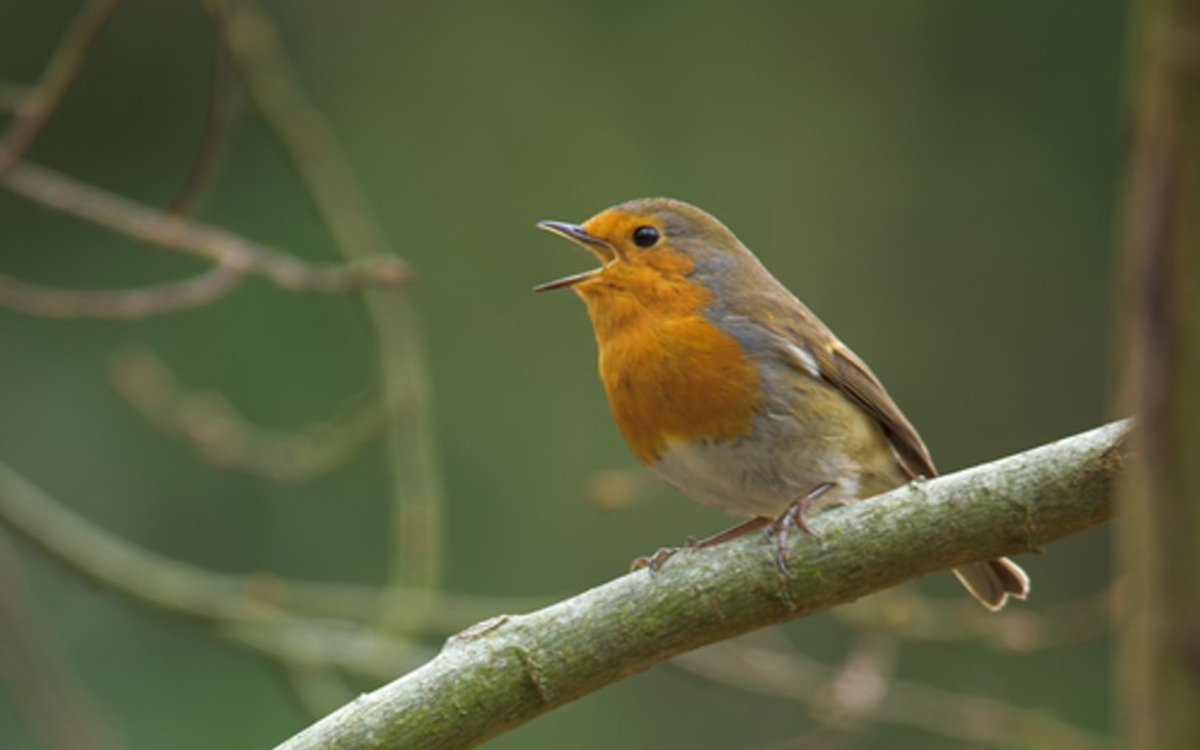 On révise les chants des oiseaux en visio !