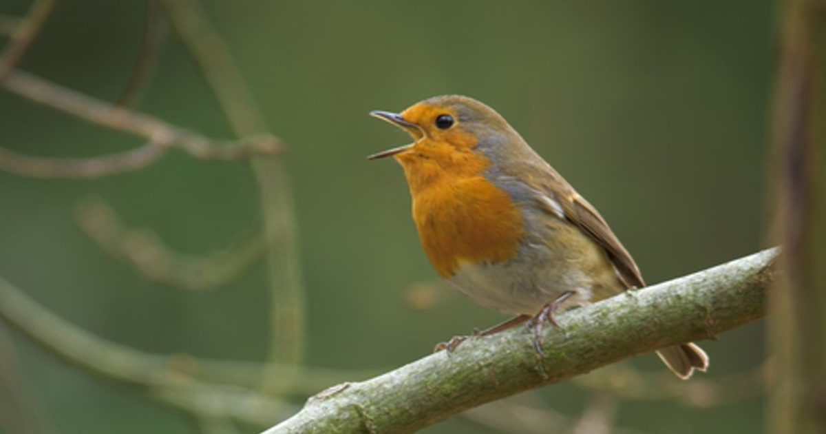 On révise les chants des oiseaux en visio !, Nature - Maison Paris ...