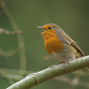 On révise les chants des oiseaux en visio !