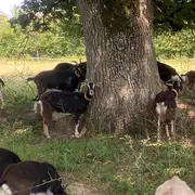 Opération de Ferme en Ferme à la Piloterie