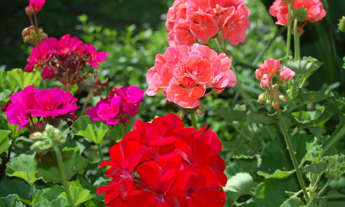 Embellissez vos jardinières avec des géraniums 100% locaux
