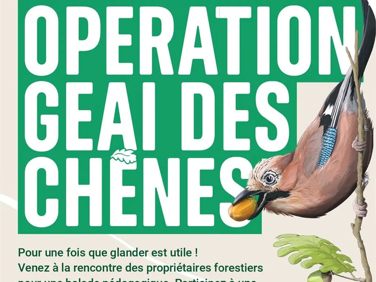 Opération Geai des chênes