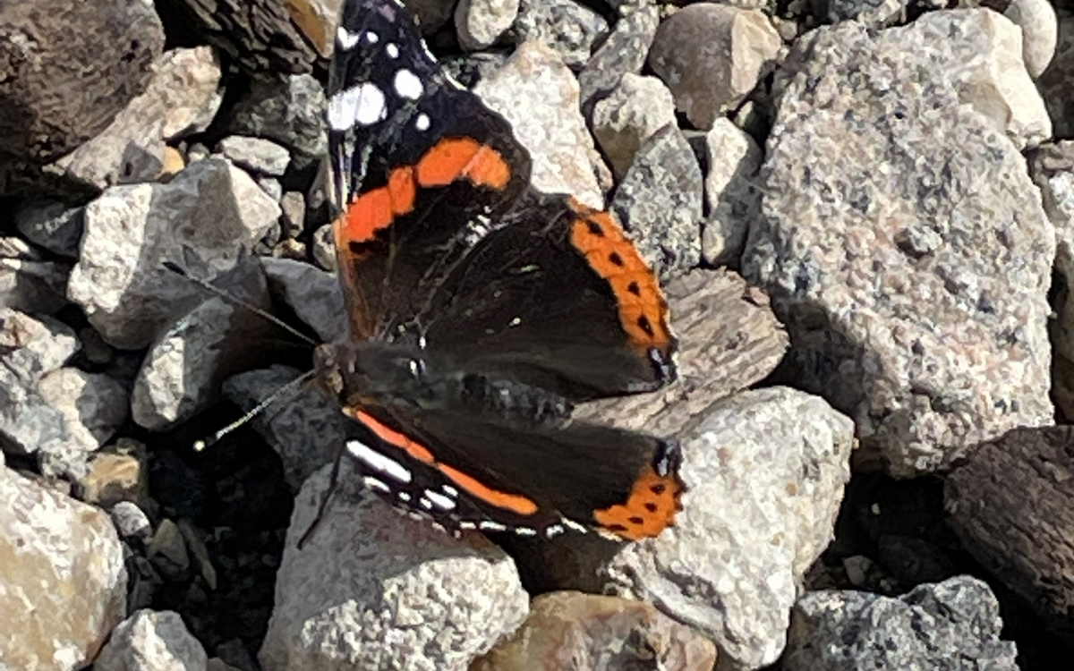 Opération papillons- vulcain