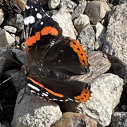 Opération Papillons : Observez, comptez, protégez les papillons !