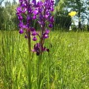 Orchidées à la Réserve Naturelle de la tourbière de Mathon