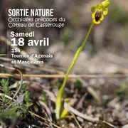 Orchidées précoces du Coteau de Casserouge