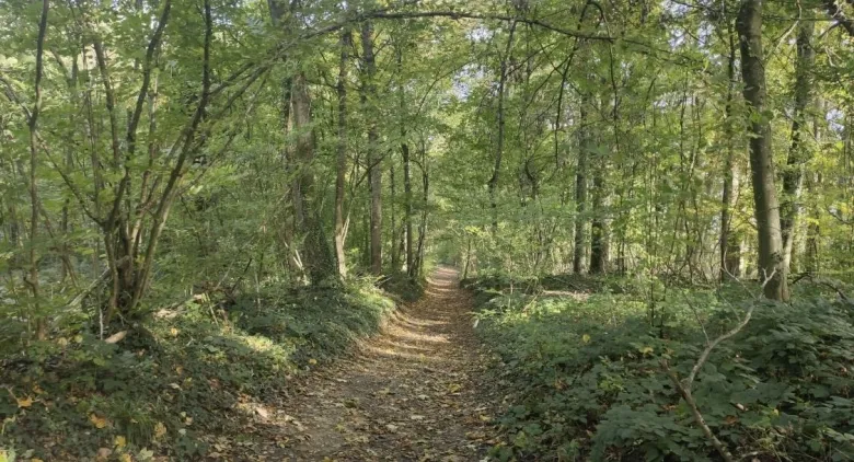 Forêt du Waldeck 