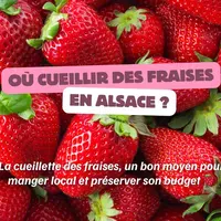 Où cueillir des fraises en Alsace ? DR