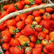 Où cueillir des fraises en Alsace ?