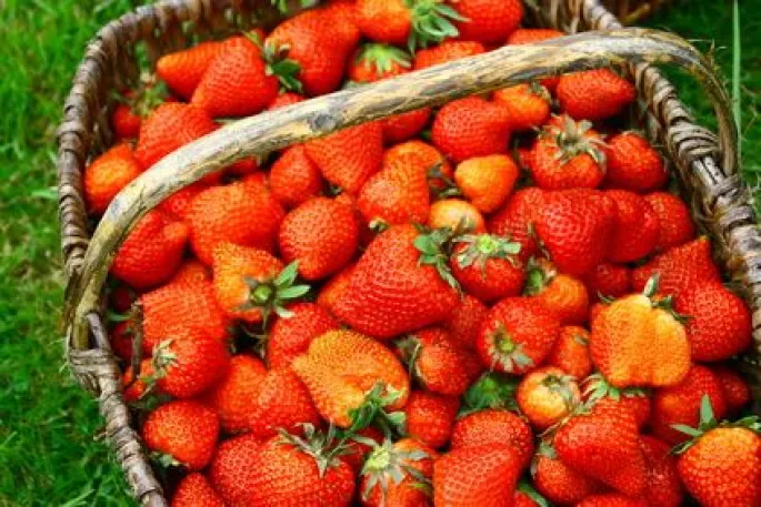 Où cueillir des fraises en Alsace ?