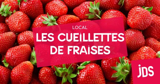 Où cueillir des fraises en Alsace ?