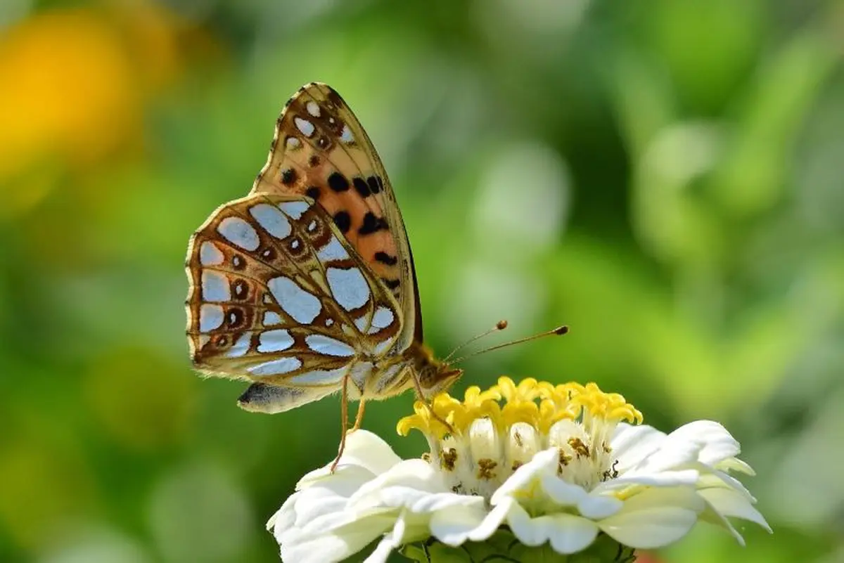 Ouverture des jardins pédagogiques De la Graine Aux Copeaux