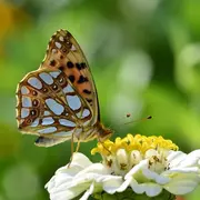 Ouverture des jardins pédagogiques De la Graine Aux Copeaux