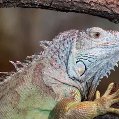 Padiparc
