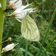 Papillonnez sur la Réserve
