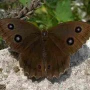 Papillons de Brenne (dans les pas de Maurice)