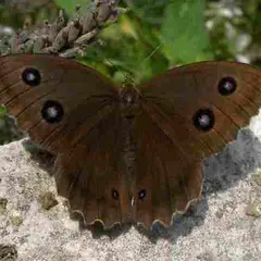 Papillons de Brenne (dans les pas de Maurice)