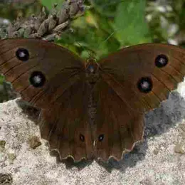 Papillons de Brenne (dans les pas de Maurice)
