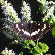 Papillons de Brenne (dans les pas de Maurice)