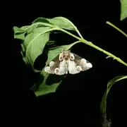 Papillons de nuit, une diversité insoupçonnée