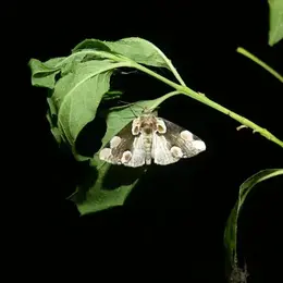 Papillons de nuit, une diversité insoupçonnée
