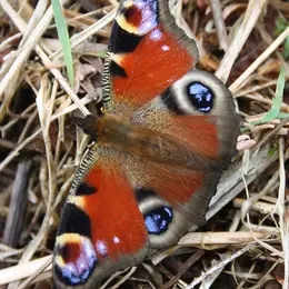 Papillons et Cie