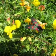 Papillons et Cie dans les dunes de Gouville-sur-Mer