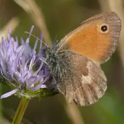 Papillons et orchidées: trésors des pelouses calcaires