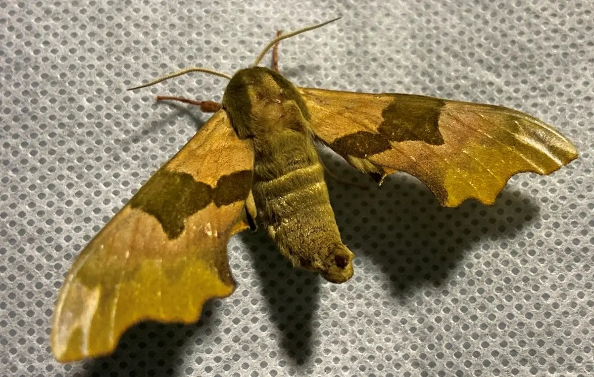 Papillons nocturnes à la réserve naturelle de Mathon