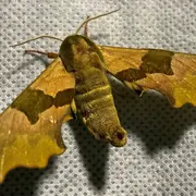 Papillons nocturnes à la réserve naturelle de Mathon