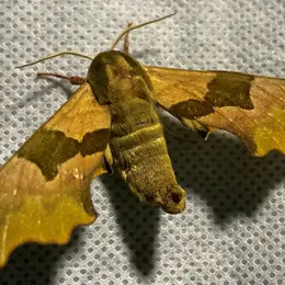 Papillons nocturnes à la réserve naturelle de Mathon