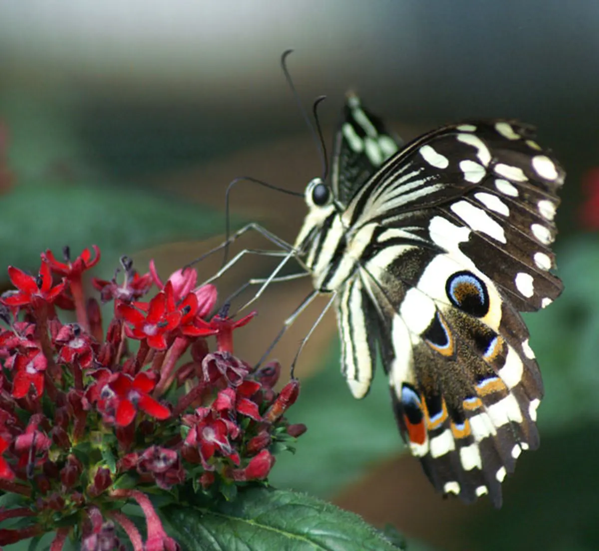 Le Royaume des Papillons : Jardin des Papillons d'Hunawihr - Saison 2009