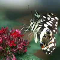 Le Royaume des Papillons : Jardin des Papillons d'Hunawihr - Saison 2009 DR