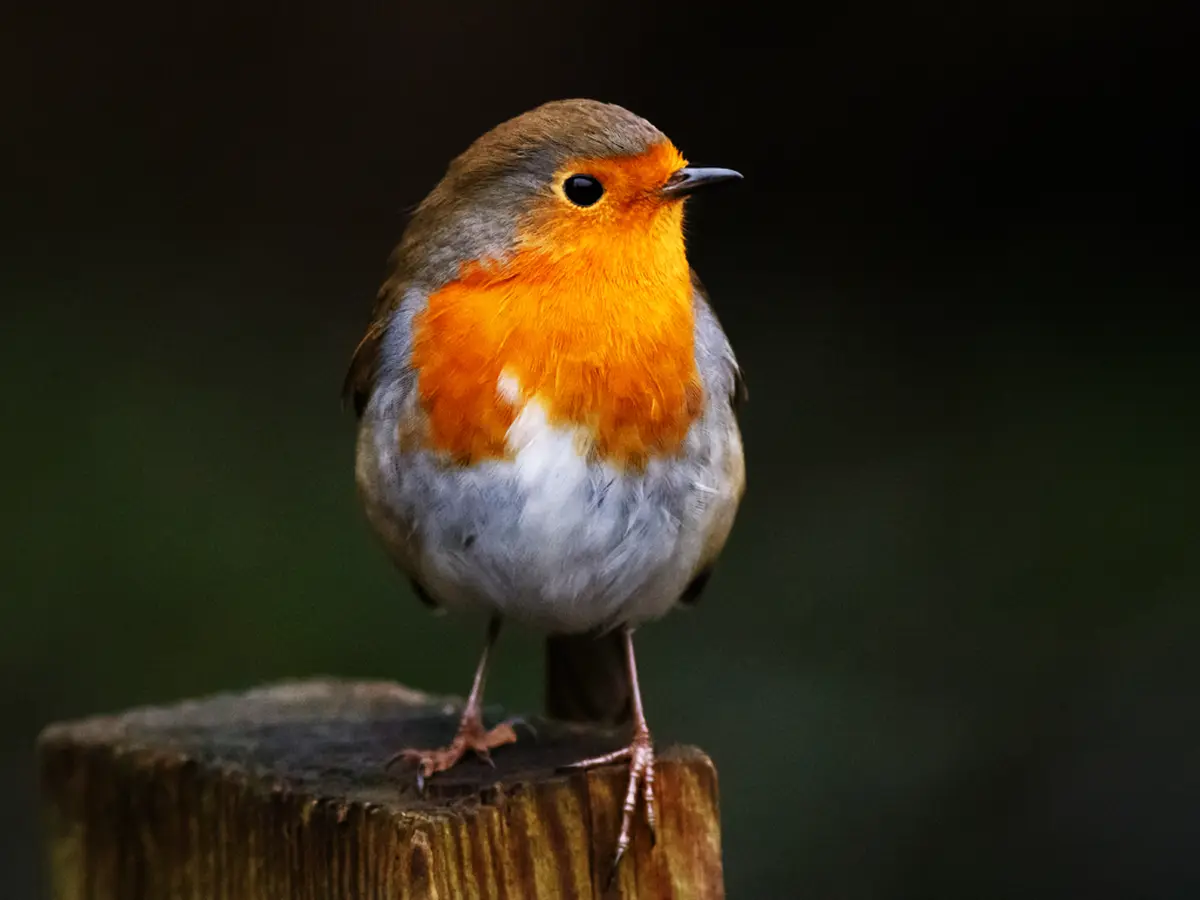 PAPOTAGE APÉRO - Ecoute et conférence sur les oiseaux