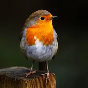 PAPOTAGE APÉRO - Ecoute et conférence sur les oiseaux