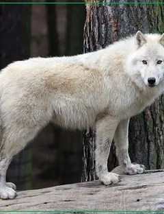 Parc animalier d'Auvergne
