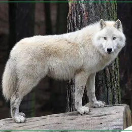 Parc animalier d'Auvergne