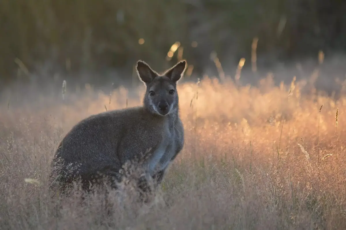 Parc animalier d’Écouves