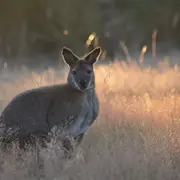 Parc animalier d’Écouves