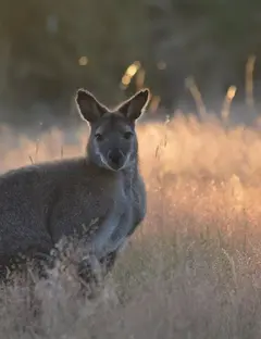Parc animalier d’Écouves