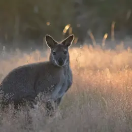 Parc animalier d’Écouves
