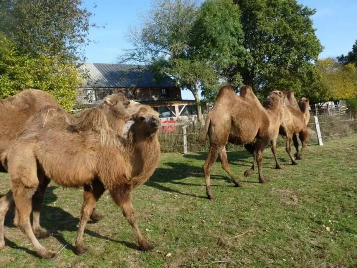 Parc animalier d’Écouves