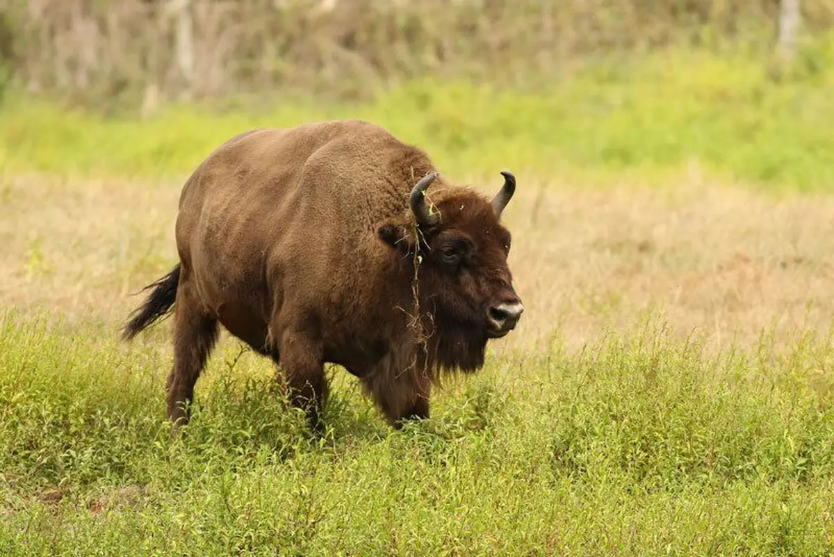Parc Animalier de Boutissaint