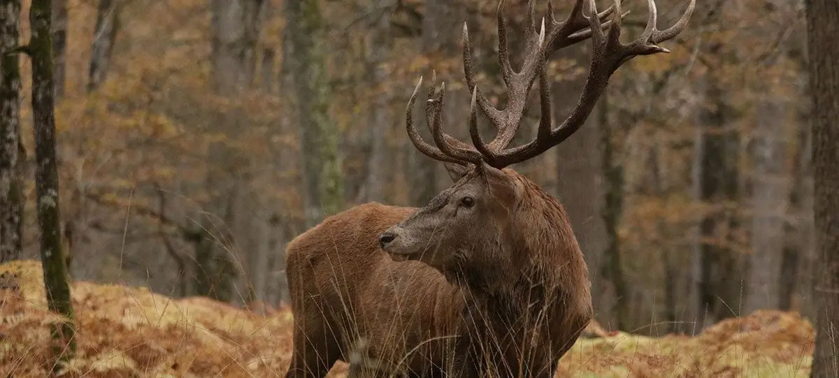 Parc Animalier de Boutissaint