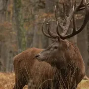 Parc Animalier de Boutissaint