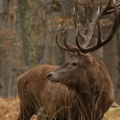 Parc Animalier de Boutissaint