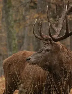 Parc Animalier de Boutissaint